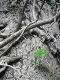 Grünes Blatt auf der Baumrinde, fotografiert von Christoph Baumanns